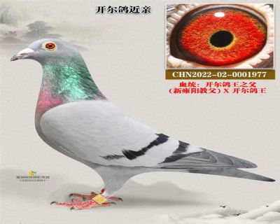 开尔鸽王近亲 雍阳教父*开尔鸽王