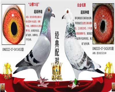 公棚73X白金毛脚