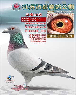 圭多四代鸽一江苏酒都公棚49名