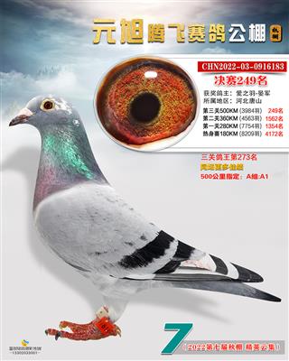 2022年元旭公棚成绩鸽