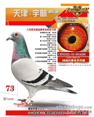 2022年宇航小棚成绩鸽