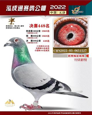 2022年泓成通公棚成绩鸽