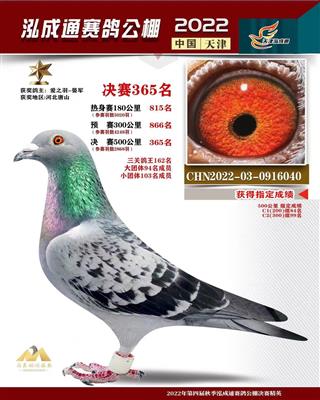 2022年泓成通公棚成绩鸽