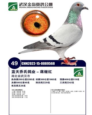 金岛公棚决赛49名