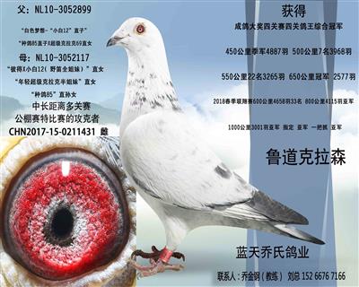 特价1000一羽特留种鸽