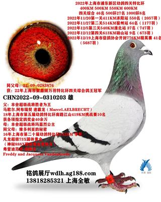 203  已转鸽友收藏