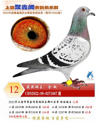 鸽王12 已转鸽友收藏