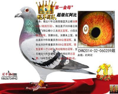 冠军团队：红阿比金母（第一种雌）