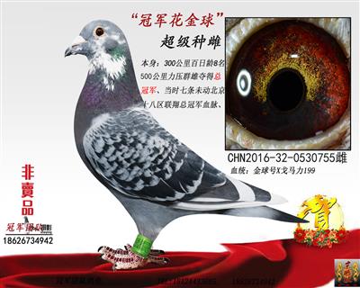 冠军“花金球”