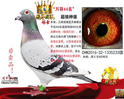 国王号一万羽44位