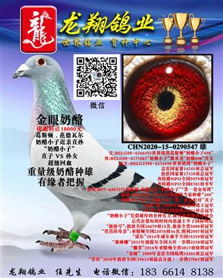 “奶酪小子”近亲直孙出售