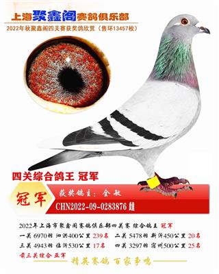 万羽四关综合鸽王冠军