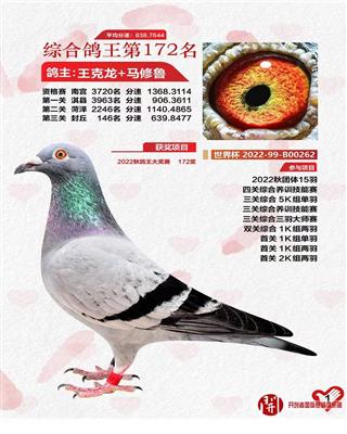 北京开创四关鸽王172名