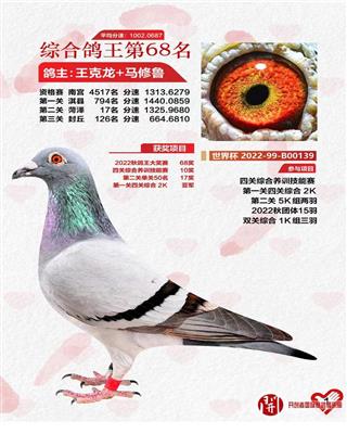 综合鸽王第68名