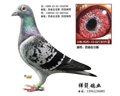 詹森麦克斯81直孙