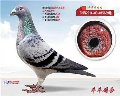 BOB四关鸽王冠军