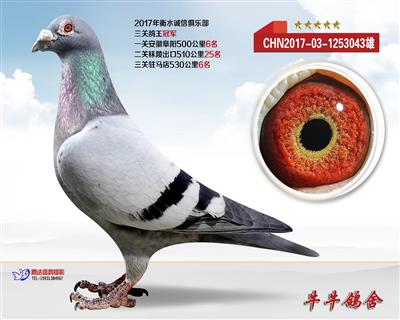 萨菲尔孙鸽王冠军