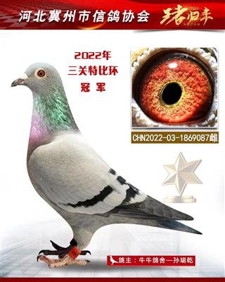 冀州鸽会三关鸽王冠军