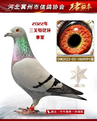 冀州鸽会三关鸽季军
