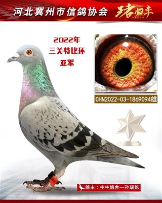 冀州鸽会三关鸽亚军