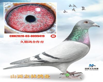 久盟“新罗西x独眼雌”直孙