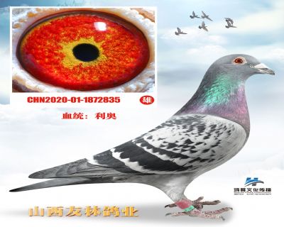 新罗西x独眼雌近亲