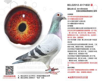 【新山坦士】KBDB长距鸽王冠军