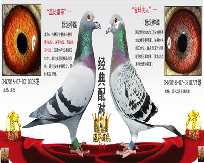 盖比皇帝X金球夫人