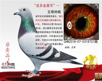 冠军团队：金环圭多直女一金蛋号