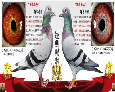 酒都公棚49名外祖父X铁血王后