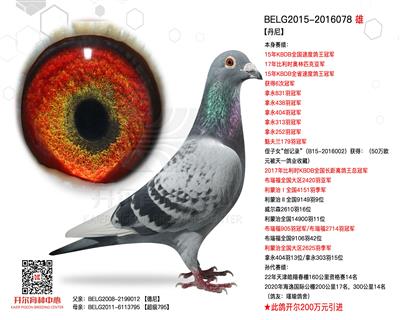 【丹尼】KBDB全国速度鸽王冠军