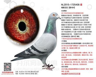 杨欧瓦克【新484】17年长距离鸽王8位