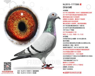 【灰钻石雌】17年KWH全国短距离冠军