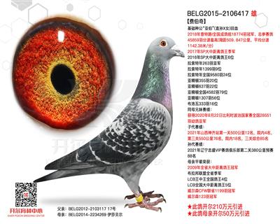 【费伯奇】查特路I全国成鸽组冠军