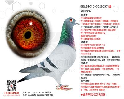 【新伟大号】PIPA排行榜长距离鸽王冠军