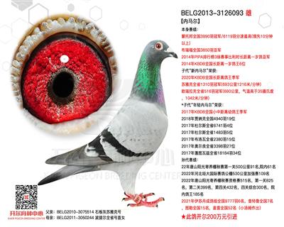 【内马尔】比利时长距离一岁鸽亚军