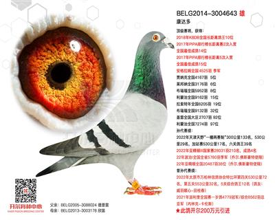 【康达多】KBDB长距离鸽王10位