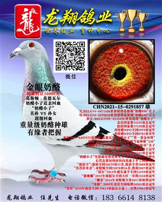 近亲奶酪小子雄出售