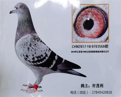 国血超远程鸽吴淞鸽江苏1500兰州亚军