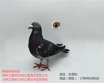 国血超远程吴淞清水亚军三代兰州亚军母亲