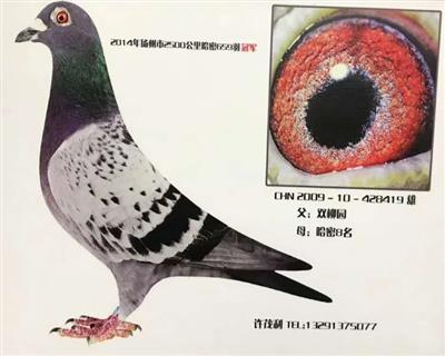 国血超远程鸽吴淞鸽扬州2500哈密冠军