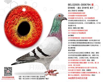 【闪电侠】：大铭鸽【闪电号】直子！