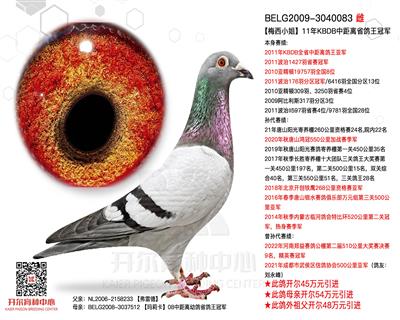 【梅西小姐】：11KBDB中距省鸽王冠军