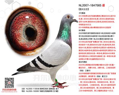 【掠夺者】配对雌—【圣火公主】