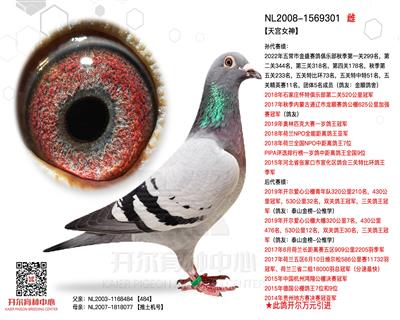 【天宫女神】:杨.欧瓦克第一黄金配对雌！