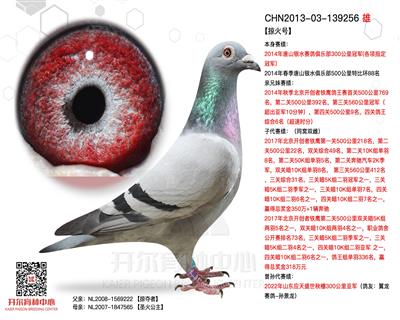 【掠火号】14年银水赛鸽300公里冠军