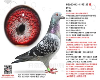 【卡拉】KBDB大中距鸽王冠军