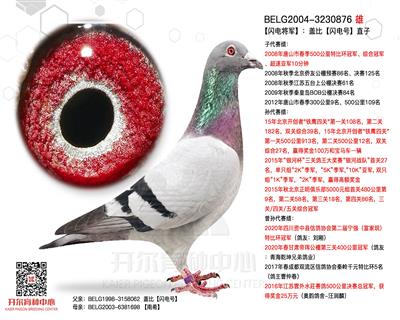 【闪电将军】：大铭鸽【闪电号】直子！