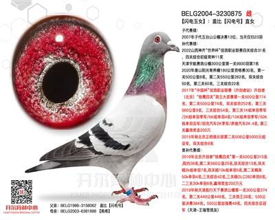 【闪电玉女】：大铭鸽【闪电号】直女