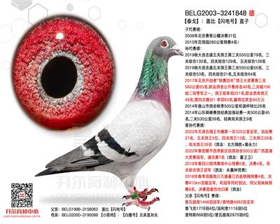 【泰戈】：盖比【闪电号】直子